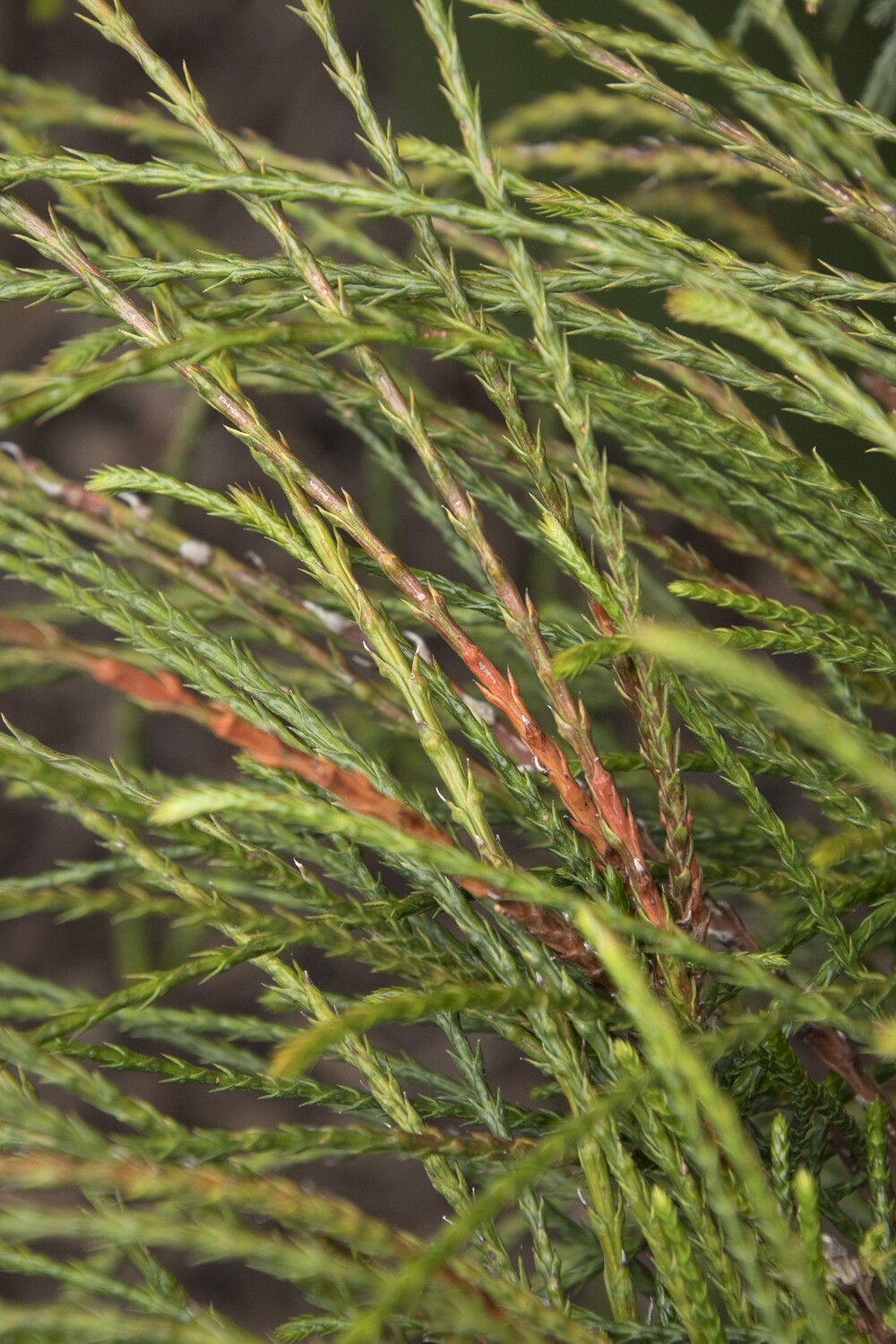 Thuja plicata &#39;Whipcord&#39; 3 gal
