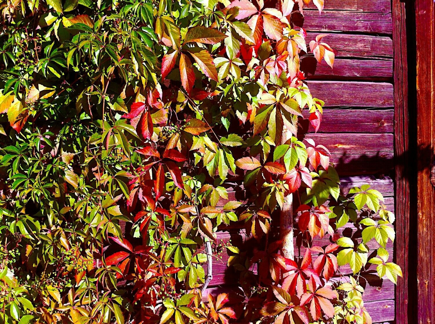 Virginia Creeper 2 gal.