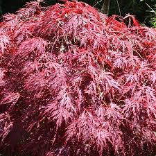 Acer palmatum dissectum &#39;Tamukeyama&#39; 10 gal.