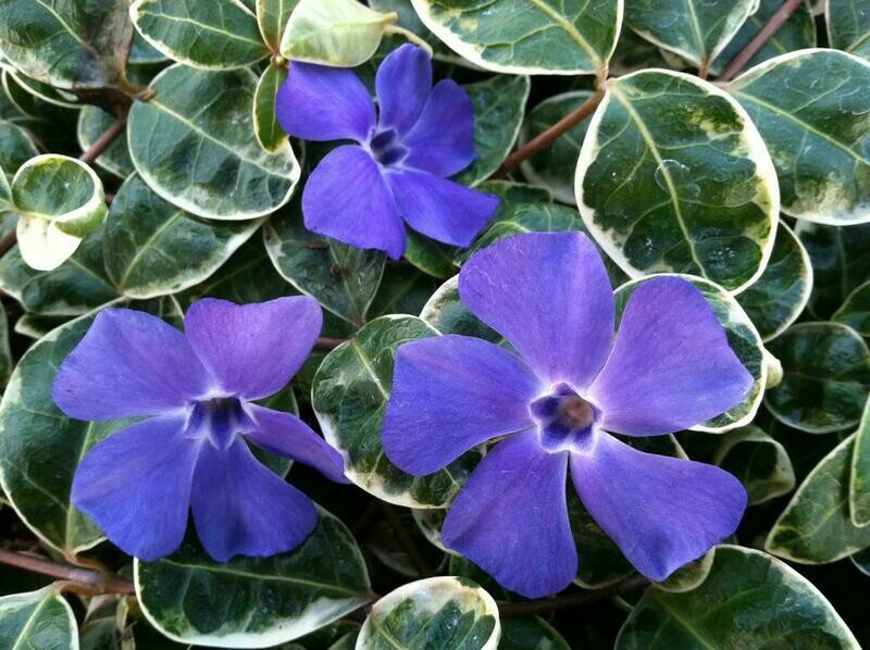 Vinca Minor &quot;Whirlaway&quot;