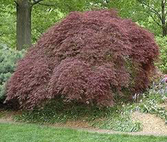 Acer palmatum dissectum &#39;Tamukeyama&#39; 10 gal.