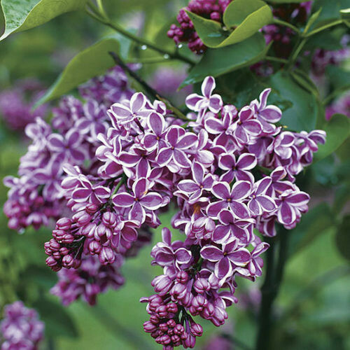 Lilac Syringa vulgaris 'Sensation' 3 gal
