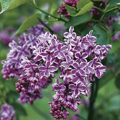 Lilac Syringa vulgaris &#39;Sensation&#39; 3 gal