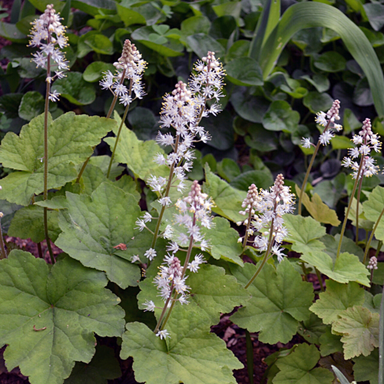 foam flower Tiarella cordifolia 1 gal