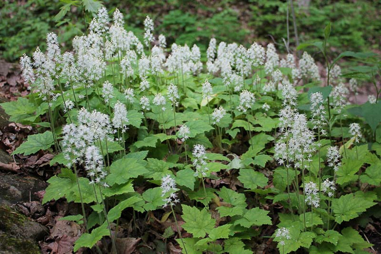 foam flower Tiarella cordifolia 1 gal