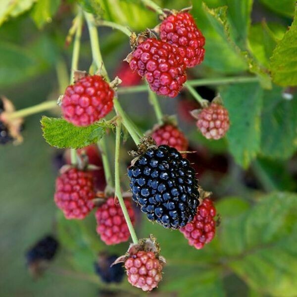 Rubus x &#39;Baby Cakes&#39; 2 gal