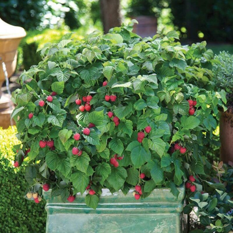 Rubus x &#39;Baby Cakes&#39; 2 gal