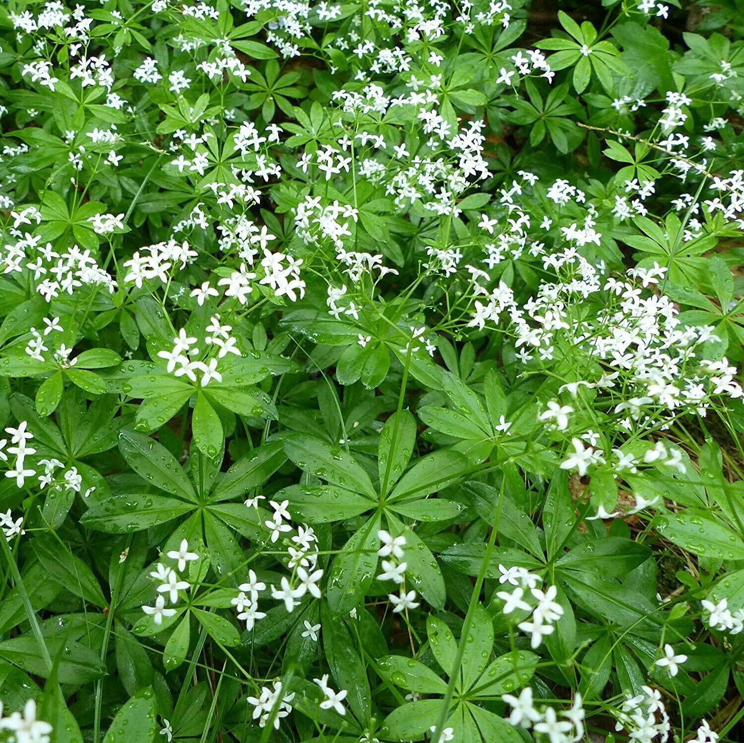 Sweet Woodruff Organic - 1 Pint