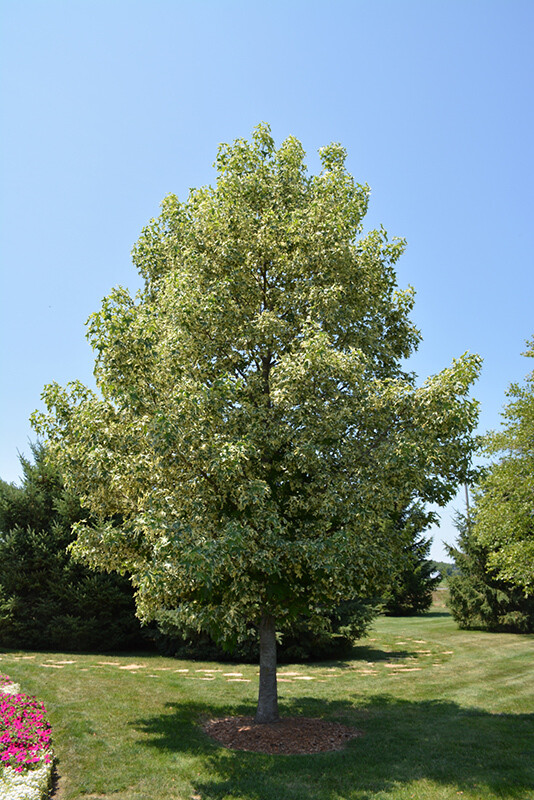 Liquidambar styraciflua &#39;Variegata&#39; 15 gal