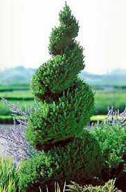 Picea glauca 'Conica' - Dwarf Alberta Spruce Spiral 6 gal