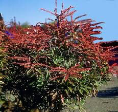 Andromeda Pieris japonica &#39;Brouwer&#39;s Beauty&#39; #3