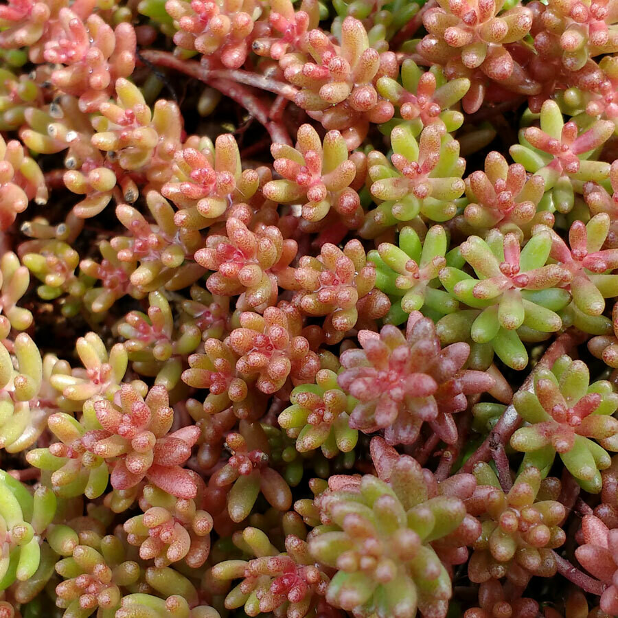 Succulent Mix - Coral Carpet