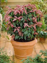 Andromeda Pieris japonica &#39;Katsura&#39; 2 gal.