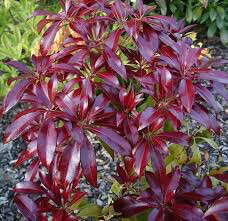 Andromeda Pieris japonica &#39;Katsura&#39; 2 gal.