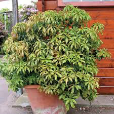 Andromeda Pieris japonica &#39;Katsura&#39; 2 gal.