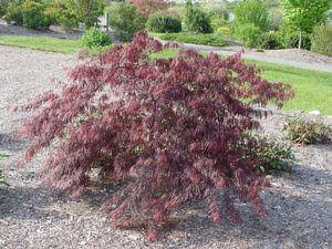 Acer palmatum dissectum &#39;Tamukeyama&#39; 10 gal.