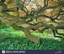 Acer palmatum dissectum &#39;Tamukeyama&#39; 10 gal.