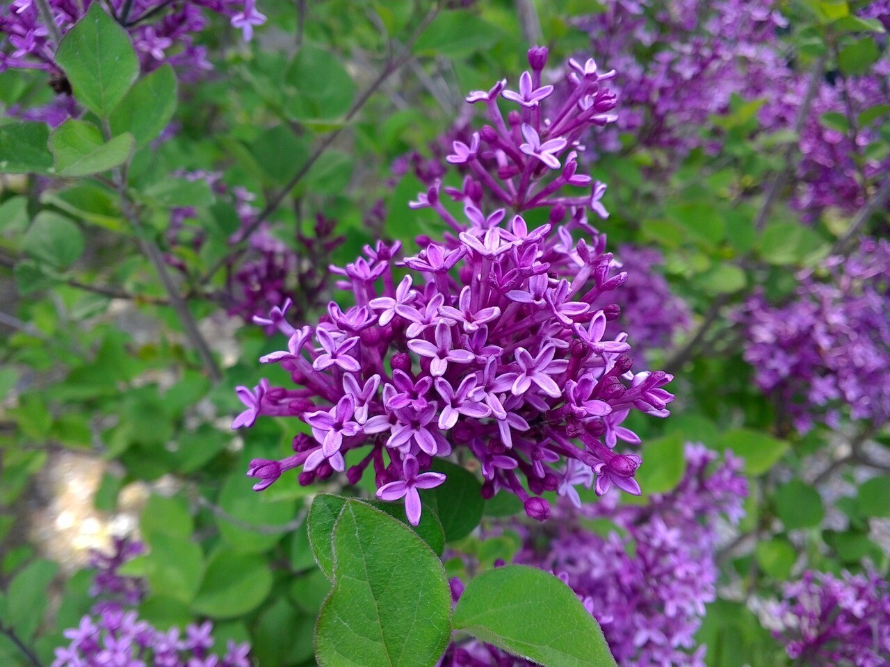 lilac Syringa &#39;Bloomerang Dark Purple&#39; 3 gal