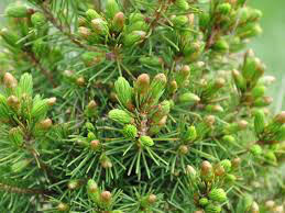 Picea glauca &#39;Conica&#39; - Dwarf Alberta Spruce Spiral 6 gal