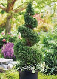 Picea glauca &#39;Conica&#39; - Dwarf Alberta Spruce Spiral 6 gal