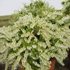 Andromeda Pieris japonica &#39;Cavatine&#39; 2 gal.