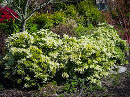 Andromeda Pieris japonica &#39;Cavatine&#39; 2 gal.