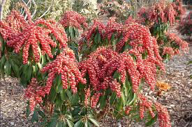 Andromeda Pieris japonica &#39;Valley Valentine&#39; 3 gal