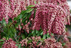 Andromeda Pieris japonica &#39;Valley Valentine&#39; 3 gal