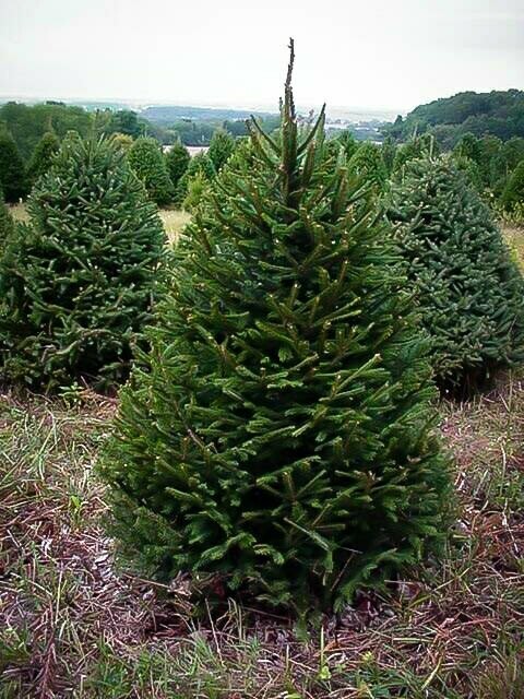 Picea abies Norway Spruce 5ft. - 6ft.