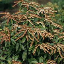 Andromeda Pieris japonica &#39;Brouwer&#39;s Beauty&#39; #3