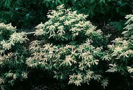 Andromeda Pieris japonica &#39;Brouwer&#39;s Beauty&#39; #3