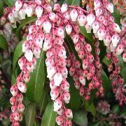 andromeda Pieris japonica &#39;Dorothy Wycoff&#39; 3 gal