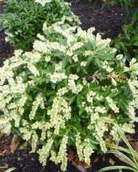 Andromeda Pieris japonica 'Cavatine' 2 gal.