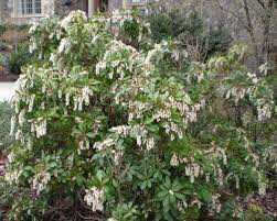 andromeda Pieris japonica &#39;Compacta&#39; 3 gal