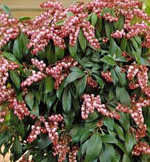 Andromeda Pieris japonica &#39;Katsura&#39; 2 gal.