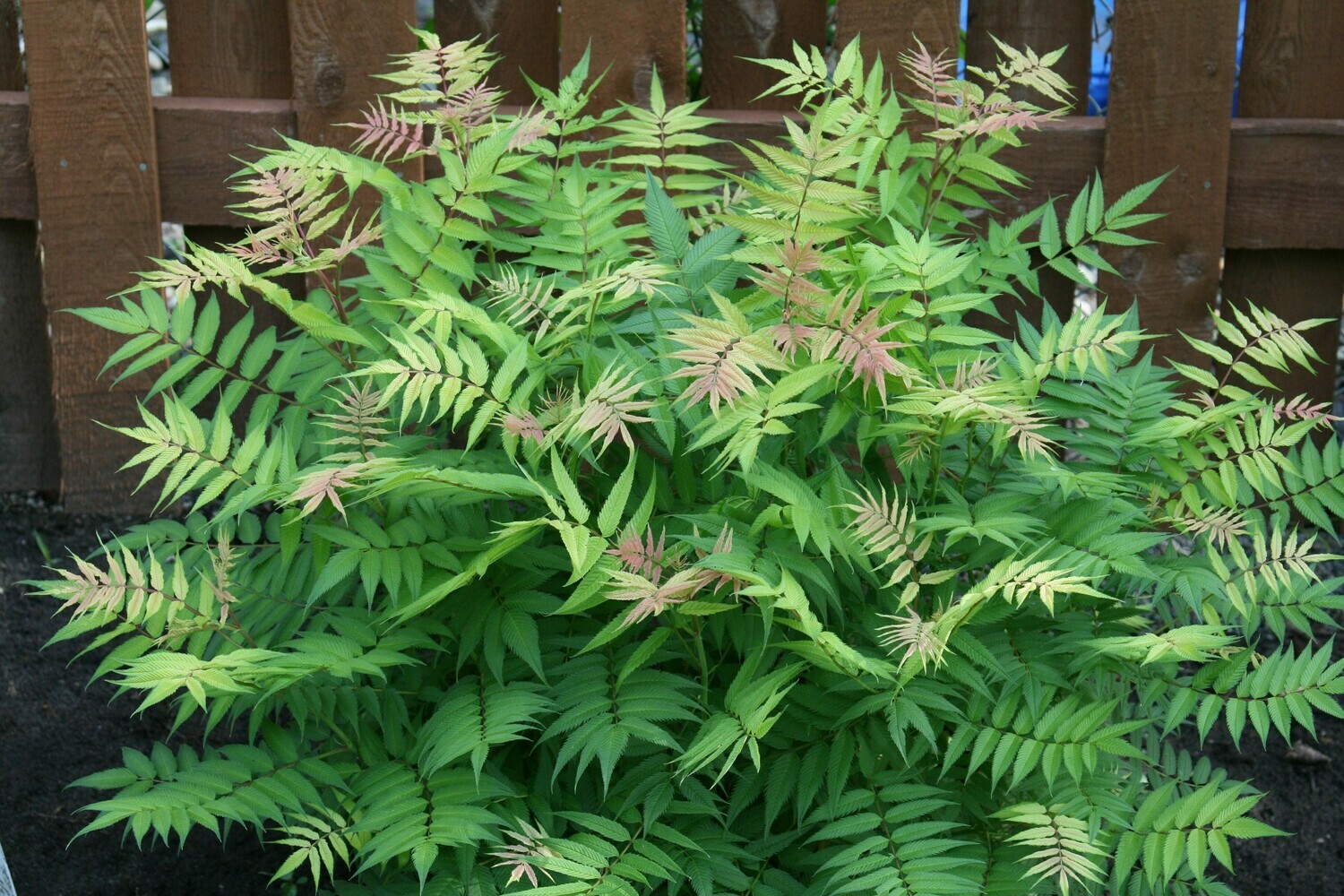 Sorbaria sorbifolia &#39;Sem&#39; 3 gal