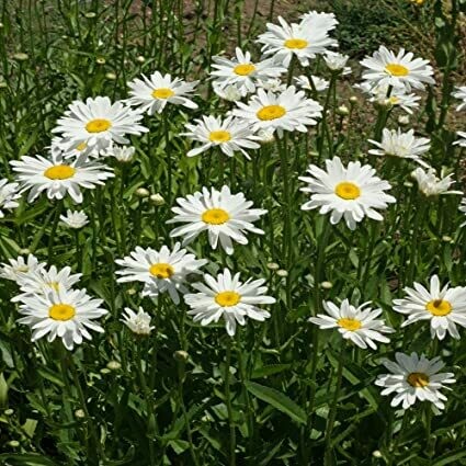 Daisy Leucanthemum × superbum &#39;Snowcap&#39; 1 gal