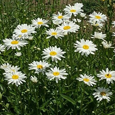 Daisy Leucanthemum × superbum 'Snowcap' 1 gal