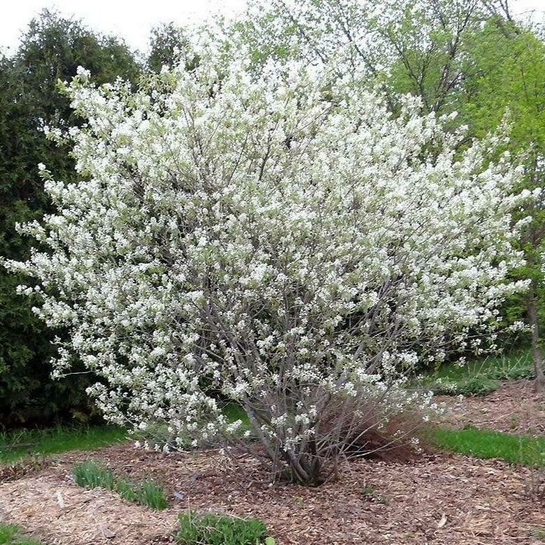 Amelanchier canadensis&#39; 7 gal