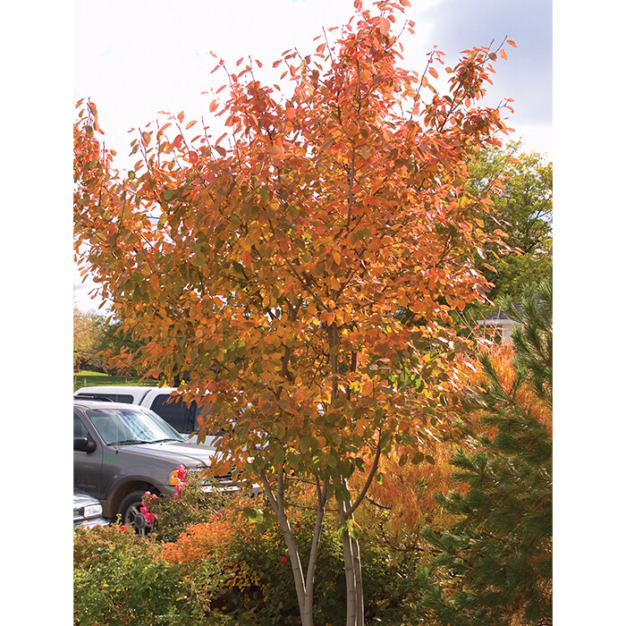 Amelanchier canadensis&#39; 7 gal