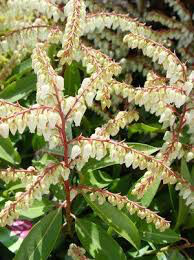Andromeda Pieris japonica &#39;Brouwer&#39;s Beauty&#39; #3