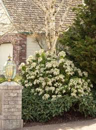 Andromeda Pieris japonica &#39;Brouwer&#39;s Beauty&#39; #3