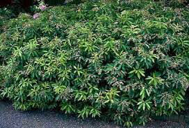 Andromeda Pieris japonica &#39;Brouwer&#39;s Beauty&#39; #3