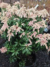 andromeda Pieris japonica &#39;Dorothy Wycoff&#39; 3 gal