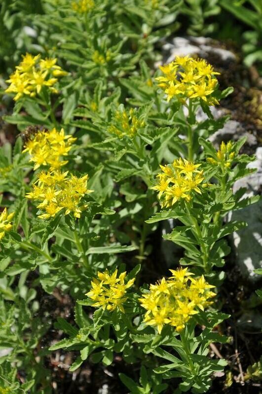 Stonecrop &#39;Goldilocks&#39; 1 qt.