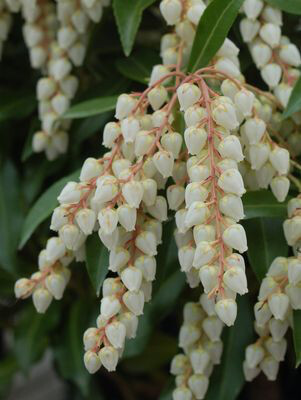 andromeda Pieris japonica &#39;Compacta&#39; 3 gal
