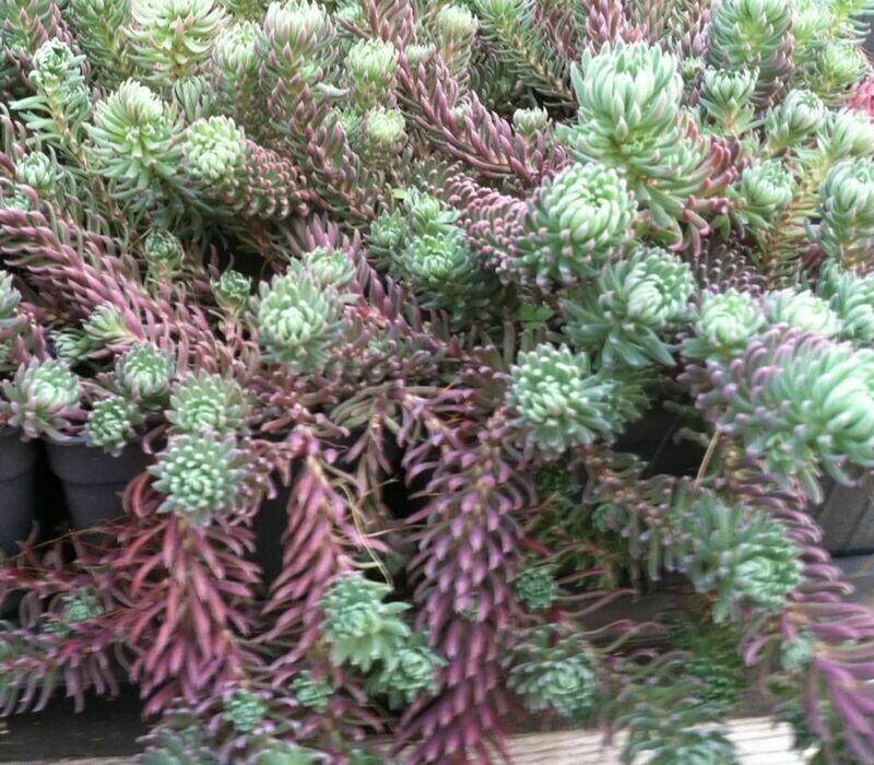 Stonecrop &#39;Antique Grill&#39; 1 qt.
