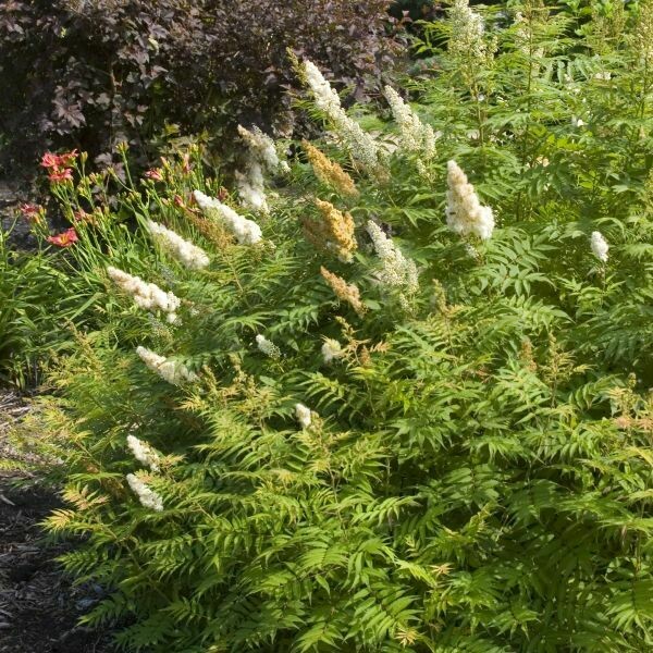 Sorbaria sorbifolia &#39;Sem&#39; 3 gal
