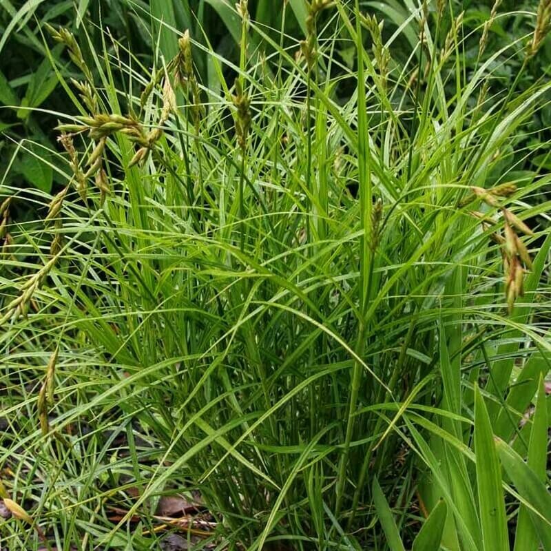 Sedge 1 gal.