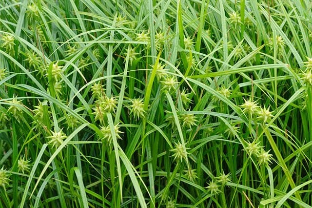 Sedge 1 gal.
